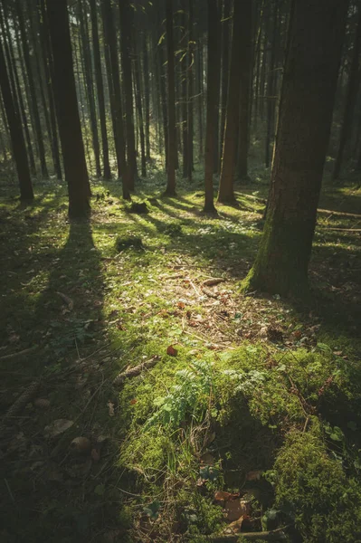 Een Verticaal Shot Van Zon Schijnt Door Bomen Het Bos — Stockfoto