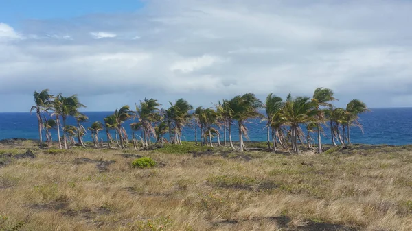 Beautiful Palm Trees Grown Sea Cloudy Blue Sky — Stock Photo, Image