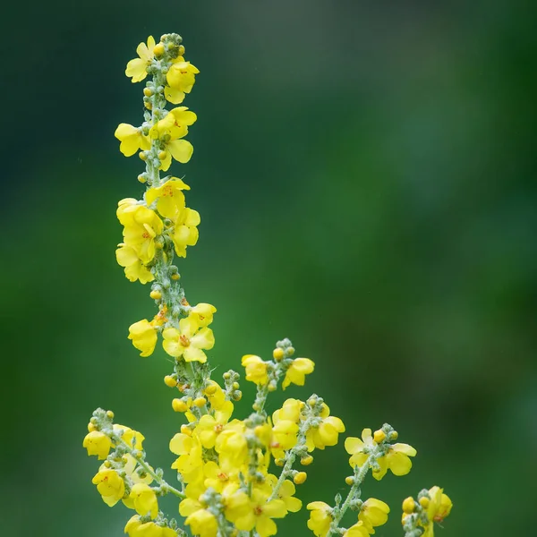 Zdjęcie Bliska Kwitnących Żółtych Mullein — Zdjęcie stockowe