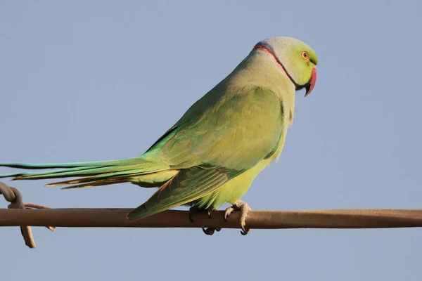 Selective Focus Shot Rose Ringed Parakeet Perched Outdoors — Stock Photo, Image