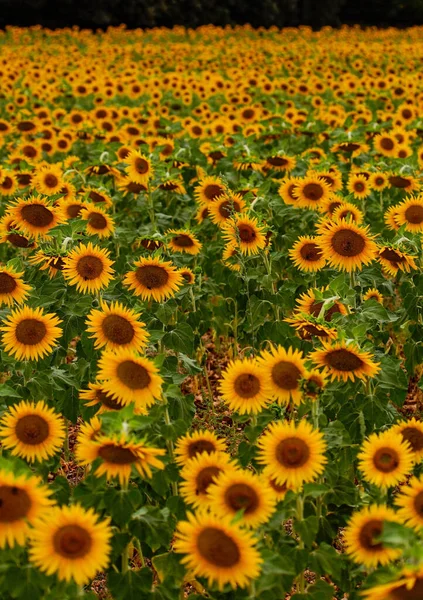 Eine Vertikale Aufnahme Eines Blühenden Sonnenblumenfeldes — Stockfoto
