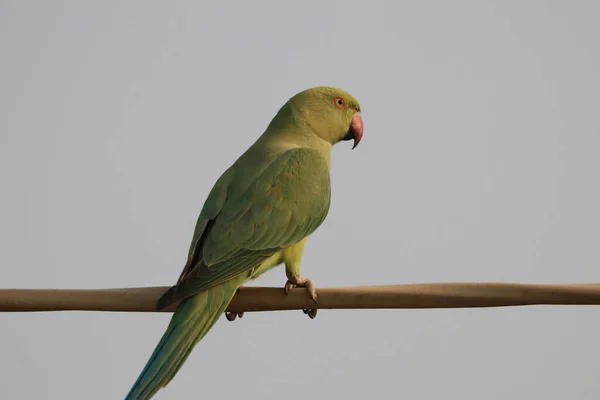 Selective Focus Shot Rose Ringed Parakeet Perched Outdoors — Stock Photo, Image