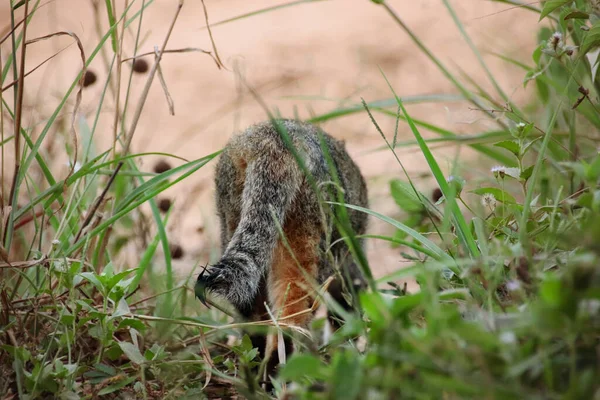 Ein Flacher Fokus Der Rückansicht Einer Katze Die Durch Gras — Stockfoto