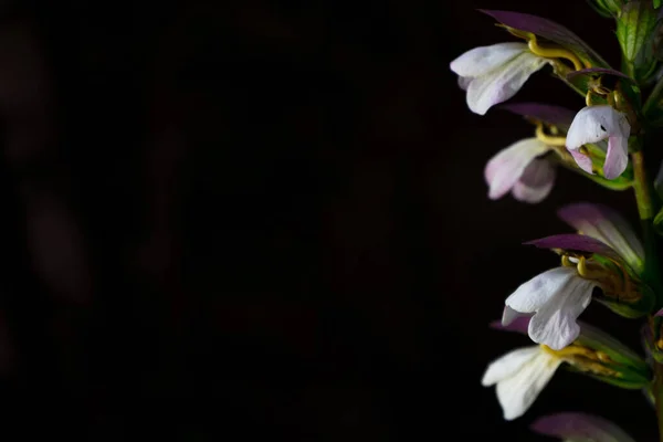 在黑色背景上隔离的美丽的白色花朵的特写照片 — 图库照片