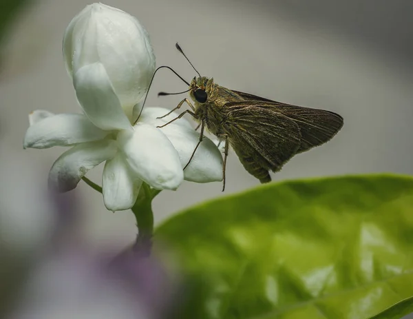 Close Uma Mariposa Pelopidas Thrax Sentada Uma Flor Jasmim — Fotografia de Stock