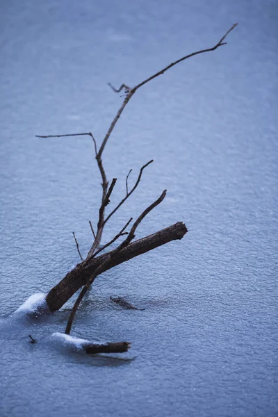 Plan Vertical Branches Arbres Surface Une Rivière Lorsqu Pleut — Photo