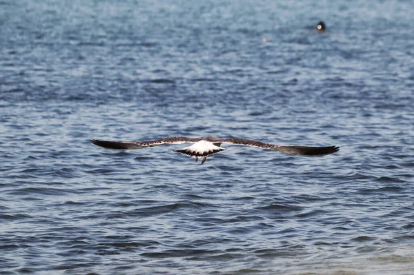 Uma Vista Traseira Uma Gaivota Voando Sobre Lago — Fotografia de Stock