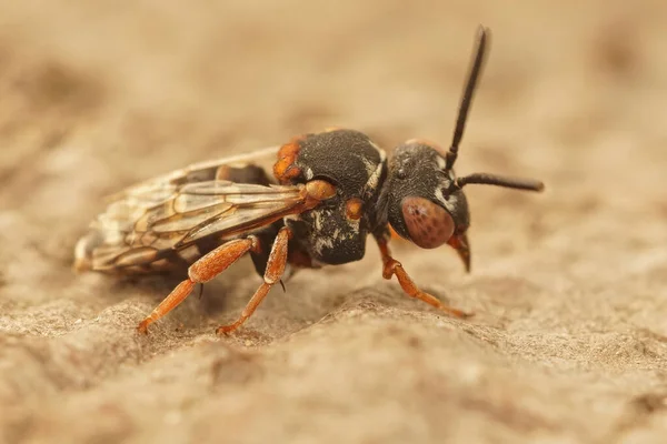 Знімок Чорним Стегном Epeolus Variegatus Одиночної Бджоли Зозулі — стокове фото