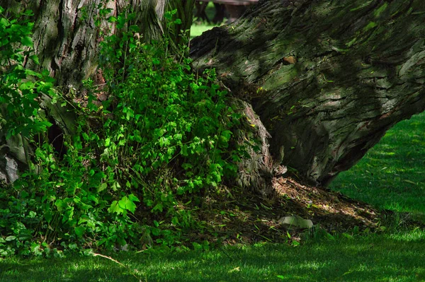 Belo Tiro Musgo Verde Tronco Árvore — Fotografia de Stock