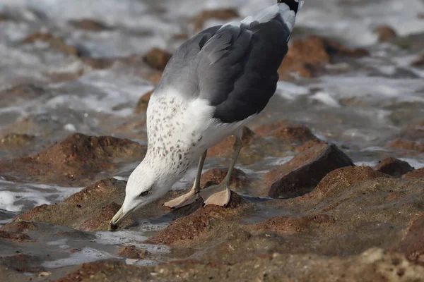 Primer Plano Una Gaviota Europea Arenque Orilla Durante Día —  Fotos de Stock