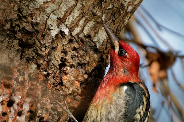 Primer Plano Hermoso Pájaro Rubio Pelirrojo Que Picos Corteza Árbol — Foto de Stock