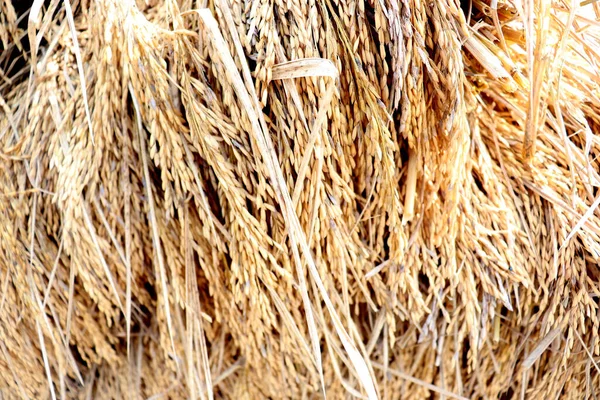 Een Landelijke Boerderij Van Rijpe Padie Voor Oogst Een Veld — Stockfoto