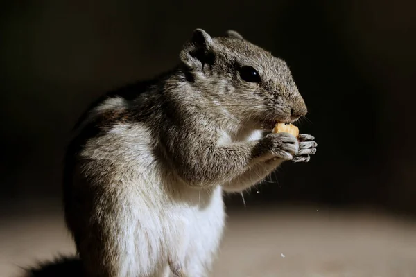 Gros Plan Écureuil Palmier Indien Mangeant Pain Sur Une Surface — Photo