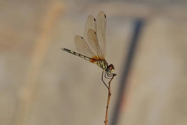 Uma Macro Uma Libélula Pequeno Pau Com Fundo Marrom Borrado — Fotografia de Stock