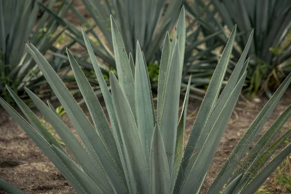 Detailní Záběr Agave Field Pod Slunečním Světlem Tequile Mexiku Rozmazaným — Stock fotografie