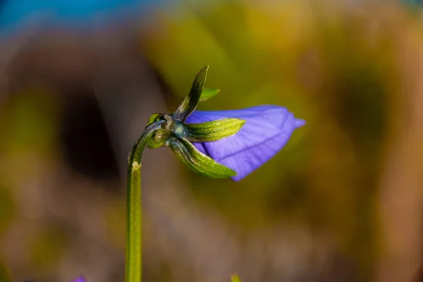 Colpo Fuoco Superficiale Fiore Viola Uno Sfondo Sfocato — Foto Stock