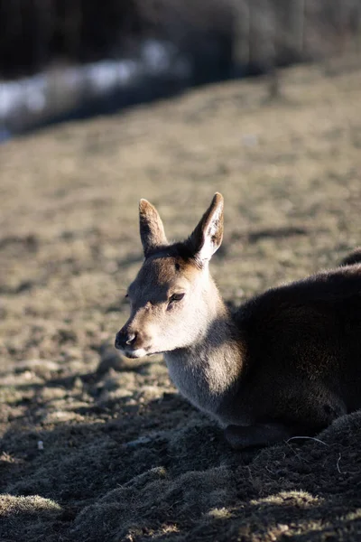 Shot Young Mule Deer — Stock Photo, Image