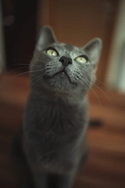 Eine Vertikale Aufnahme Einer Grauen Flauschigen Katze Die Auf Dem — Stockfoto