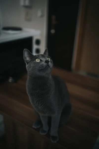 厨房桌子上坐着一只灰色 令人惊讶的猫的特写镜头 — 图库照片