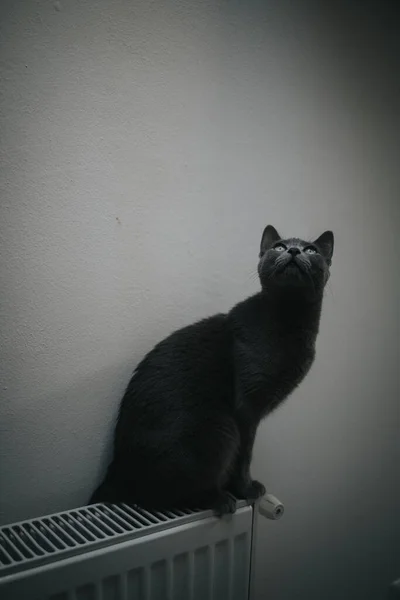 Μια Χαριτωμένη Γκρι Γάτα Περιέργως Κοιτάζοντας Ταβάνι Ενώ Κάθεται Στο — Φωτογραφία Αρχείου