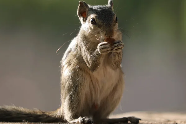 Une Mise Point Sélective Adorable Écureuil Gris Extérieur Pendant Lumière — Photo