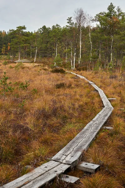 Finlandiya Meri Teijo Daki Bataklık Ormanında Tahta Bir Patikanın Dikey — Stok fotoğraf