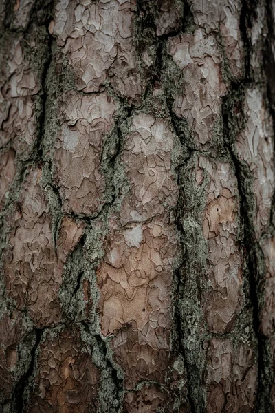 木の樹皮テの垂直ショット — ストック写真