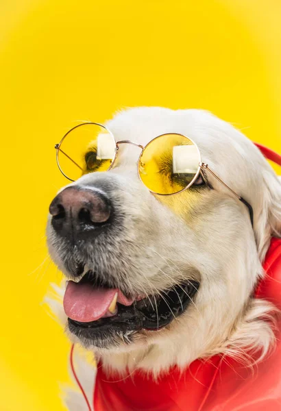 Cão Inteligente Vestindo Especificações Roupas Vermelhas Isoladas Fundo Amarelo — Fotografia de Stock