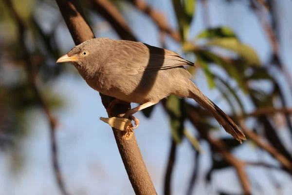 Une Mise Point Sélective Babbler Jungle Perché Extérieur — Photo