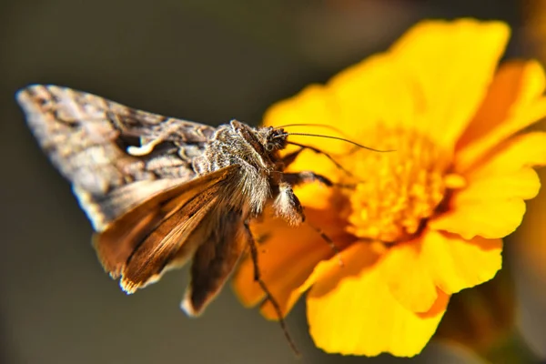 Tiro Seletivo Foco Uma Borboleta Bonita Empoleirada Flor Amarela Brilhante — Fotografia de Stock