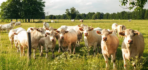 Closeup View Group Cows Standing Grass Field Front Fence — Stock Photo, Image