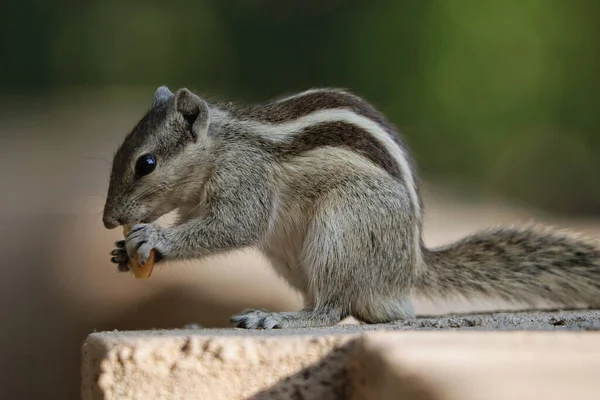 Eine Selektive Fokusaufnahme Eines Entzückenden Grauhörnchens Freien Bei Tageslicht — Stockfoto