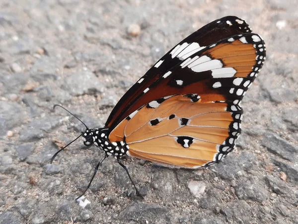 Yerdeki Sade Bir Kaplan Kelebeğinin Makrosu Danaus Chrysippus — Stok fotoğraf