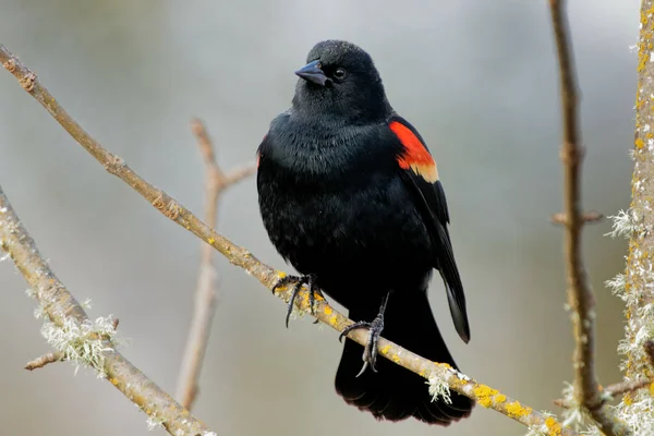 Ein Schwarzer Vogel Mit Rotem Fleck Auf Dem Flügel Steht — Stockfoto
