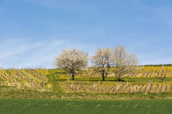 Tiro Árvores Frutíferas Uma Vinha Primavera Departamento Puy Dome Auvergne — Fotografia de Stock