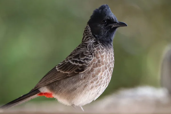 Closeup Red Vented Bulbul Bird Perching Concrete Surface — Stock Photo, Image