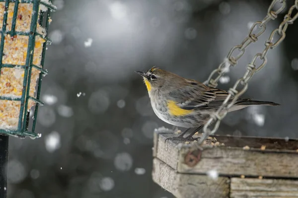 Ein Bunter Grasmücke Vogel Der Auf Einer Holzplanke Steht Die — Stockfoto