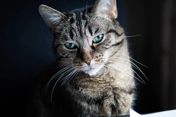 Tiro Foco Seletivo Belo Gato Com Olhos Verdes — Fotografia de Stock