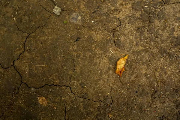 Верхний Вид Сухого Грунта Трещинами Нем Ярким Желтым Листом — стоковое фото