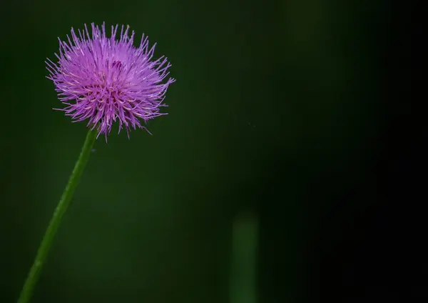 紫のアザミの選択的フォーカスショット — ストック写真