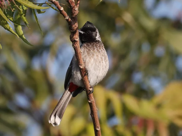 Selective Focus Shot Red Vented Bulbul Outdoors — Stock Photo, Image