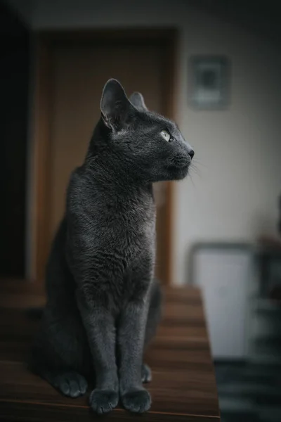 一只长着可爱爪子的可爱灰猫坐在木制桌子上的侧貌 — 图库照片