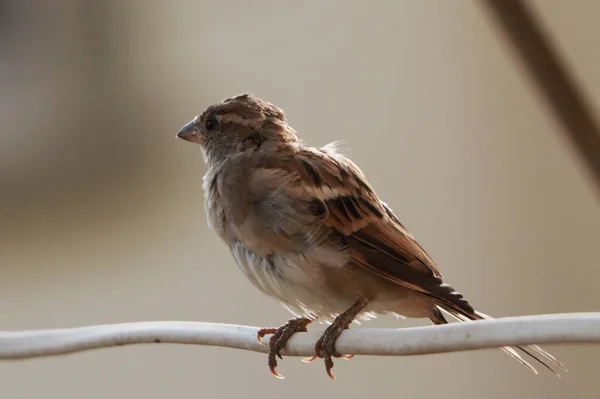 Primo Piano Passero Appollaiato Palo Legno — Foto Stock