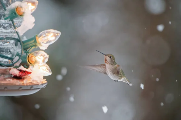 Hisnande Vinterscen Med Fallande Snö Och Grön Kolibri Som Flyger — Stockfoto