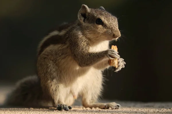 Gros Plan Écureuil Mangeant Des Biscuits Sur Une Surface Béton — Photo