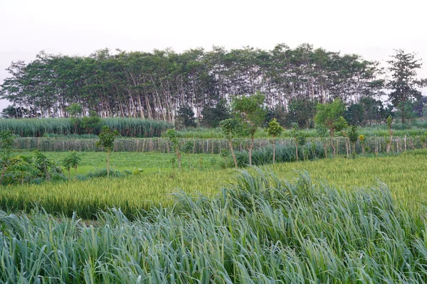 Una Hermosa Vista Del Campo Verde Fresco Con Árboles Bajo —  Fotos de Stock