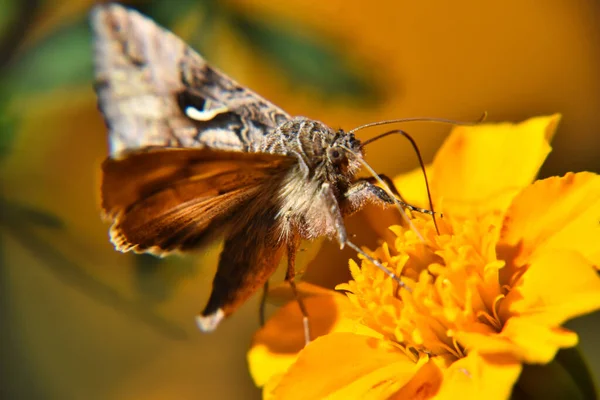 노란색 아름다운 나비의 선택적 — 스톡 사진