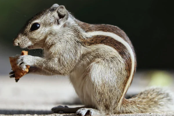 Selektiv Fokusbild Bedårande Grå Ekorre Utomhus Dagsljus — Stockfoto