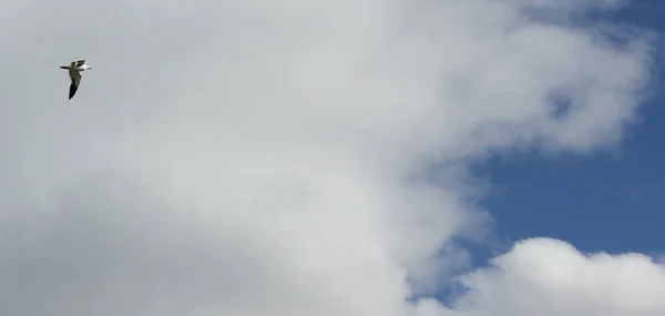 Hermoso Disparo Una Gaviota Volando Través Las Nubes Cielo — Foto de Stock