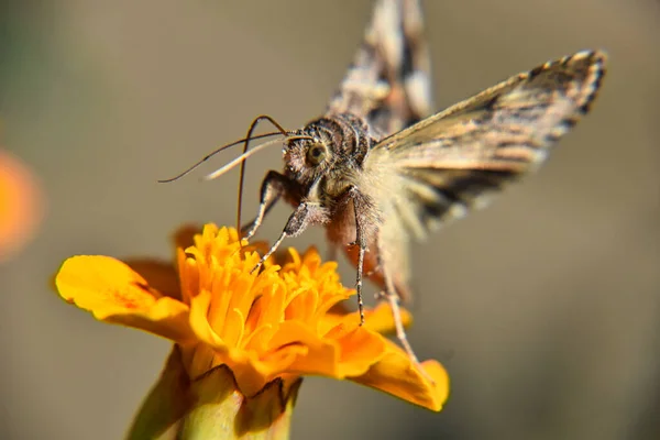 一只美丽蝴蝶栖息在明亮的黄色花朵上的选择性聚焦镜头 — 图库照片
